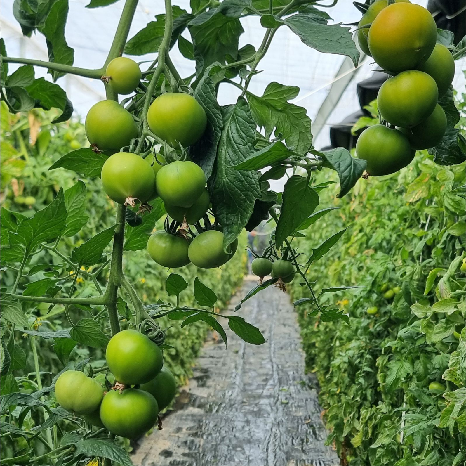 Tomates invernadero Tomates invernadero